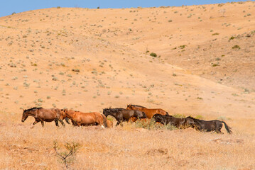 Wild Horses