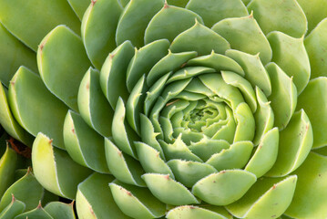 Fototapeta premium Cactus