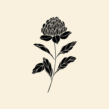 Flat vector waratah flower. Australian native flower