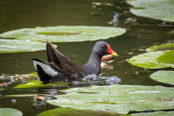 An adult common moorhen swims in the water with green leaves of water lily on a sunny summer day. 