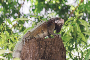 Obraz premium An amazing photo of an iguana on a tree among the foliage. High detail lizard.