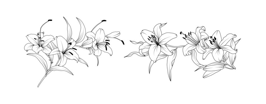 Lily flower arrangement line art on white background. Silhouette lilies botanical hand drawn element for wedding, invitation frame design, vector illustration