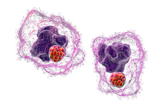 Ehrlichia bacteria morula within macrophages, 3D illustration