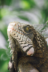 An amazing photo of an iguana's head among the foliage. High detail lizard