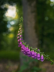 Romantische Morgenstimmung im Wald mit blühenden Fingerhut