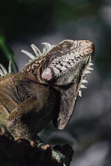 An amazing photo of an iguana on a tree among the foliage. High detail lizard.