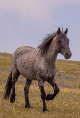 Obraz premium Wild Horse in the Pryor Moutnains Montana in Summer