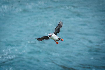 Atlantic puffin flying and catching eels in ocean during summer