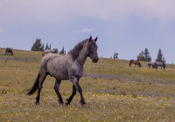 Wild Horse in the Pryor Moutnains Montana in Summer