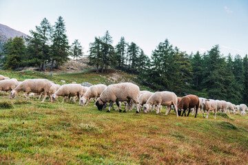 Fototapeta premium Flock of wooly sheep grazing on pasture