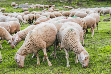 Obraz premium Herd of sheep grazing in grass field on pasture hill in countryside