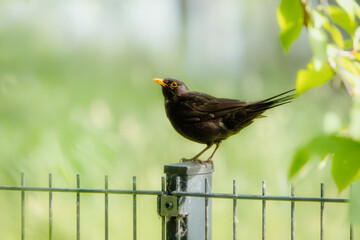 Amsel auf dem Gartenzaun