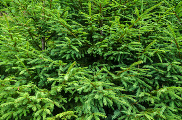 Close-up of lush green coniferous branches, possibly from a fir or spruce tree. The intricate texture of the needles and branches is captured in detail, making it ideal for nature-themed projects