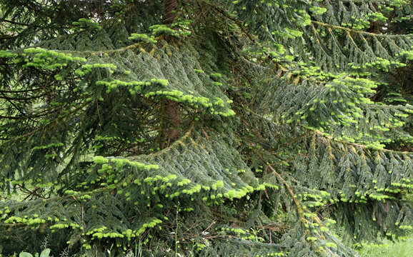 Nouvelle pousse du sapin