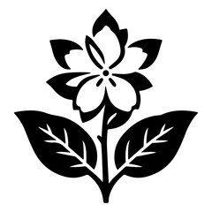 Jasmine flower vector illustration