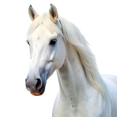 Portrait white horse Isolated on white background