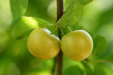 Close-up photography of a cherry plum branch with yellow fruits; Prunus cerasifera