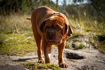 Dogue de Bordeaux dog standing on a grassy field on a sunny day against blur background