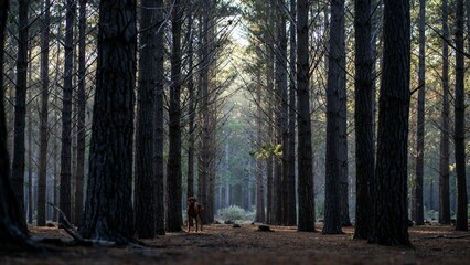Obraz premium Dog standing in a dense forest with tall trees and sunlight filtering through the branches