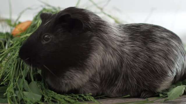 A tenacious guinea pig makes her way through a thicket of dandelions, methodically nibbling their leaves. focusing on the nutritious green parts of the plant. 4k