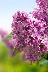 lilac branch with purple flowers on а sky and grass background