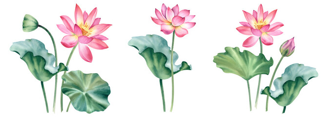 A set of pink lotus flowers on an isolated background. The watercolor illustration is hand-drawn. Delicate water lilies for spa, zen design. Clipart for printing postcards.