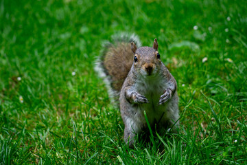 Obraz premium squirrel is interested in the photographer 
