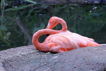 Flamingo resting at the zoo