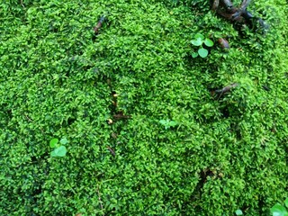 Nature green leaf background stock photo