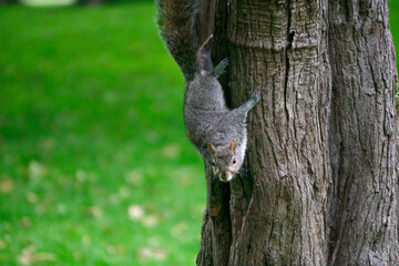 A squirrel climbing down a tree to look at the camera
