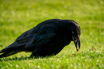 Raven finding some found on the ground
