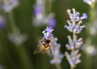 A bee is perched on a cluster of purple lavender flowers. Some of the flowers are open, revealing pollen and what look like tiny white stamens. Honey bees are important pollinators.