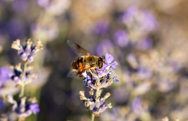 A bee is perched on a cluster of purple lavender flowers. Some of the flowers are open, revealing pollen and what look like tiny white stamens. Honey bees are important pollinators.