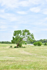 Tree in a Farm Field