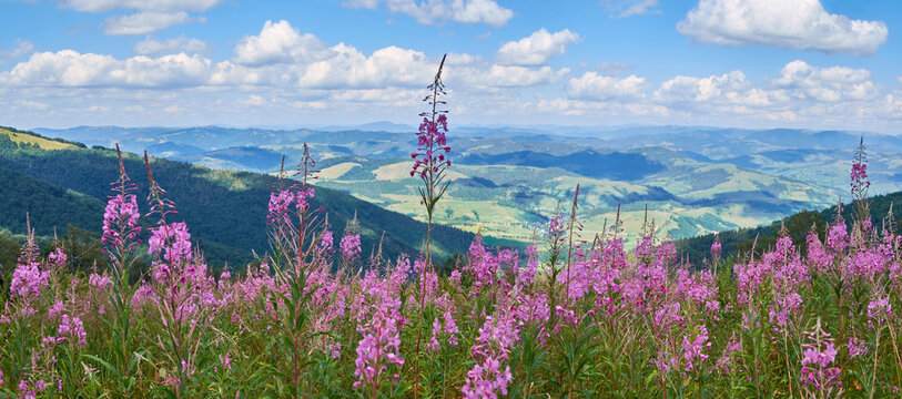 Pink flowering Chamaenerion angustifolium (fireweed, rosebay willowherb) on the background of mountain landscape. Medicinal plant in the Carpathian Mountains