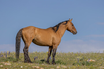 Wild Horse in Summer in the Pryor Mountains Montana