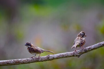 Os Pardais, Foto tirada na Chapada Diamantina em uma linda harmonia.