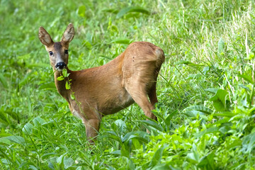 deer in the grass, cute deer, roe deer in the grass, a deer that eats, a deer with leaves in its mouth