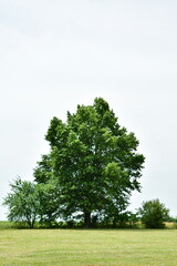Fototapeta premium Oak Tree in a Field