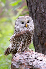 Ural owl on a log in summer forest (Strix uralensis)
