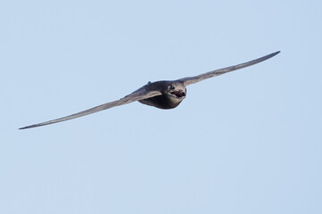 Common swift in flight