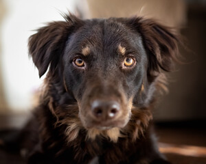 Portrait of brown dog with light brown eyes