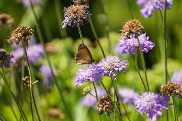 Schmetterling auf einer Blume