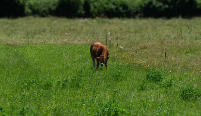 young calf grazing in green field