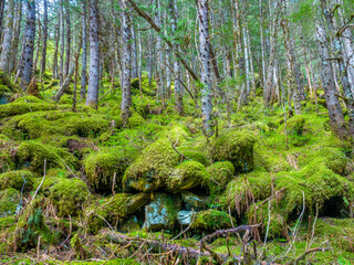 Abundant spongy green moss thriving beneath the tall trees of the Tongass National Forest, Perseverance Trail in Juneau, Alaska, USA