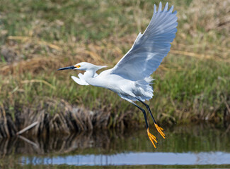 Close up of a Snowy Egret bird in flight over a lake on a sunny day.