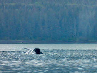 Humpback whale fluke near the shores of of Icy Strait Point, Hoonah, Alaska, USA.