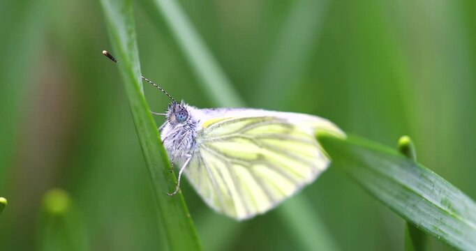 Daytime cabbage butterfly sitting on a stem, Pieris brassicae
