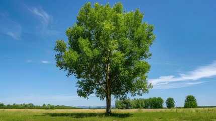Fototapeta premium A tall green tree stands alone in the middle of an open field on a blue sky background. The thick, straight trunk has lush leaves that create shade for people to rest under it.