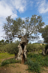 Old olive trees in Soller, Sierra de Tramuntana, Mallorca